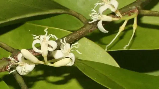 Muira Puama Bark leaves