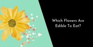 Which Flowers Are Edible To Eat