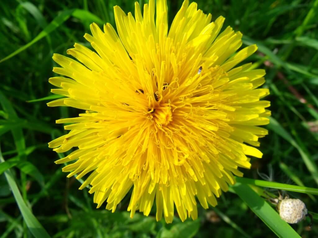 yellow Dandelions flower