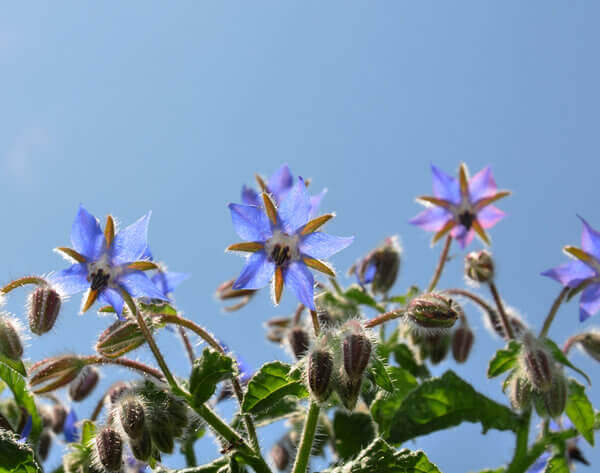 borage-borago-officinalis