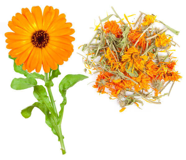 calendula