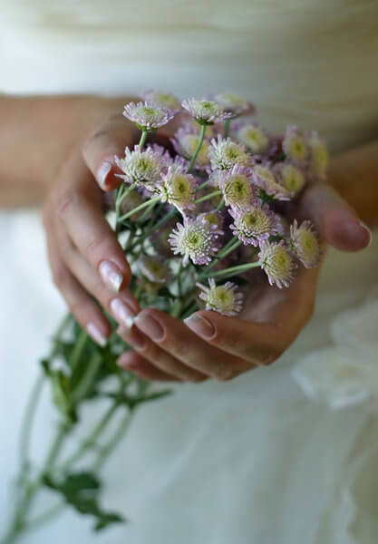 chrysanthemums flower