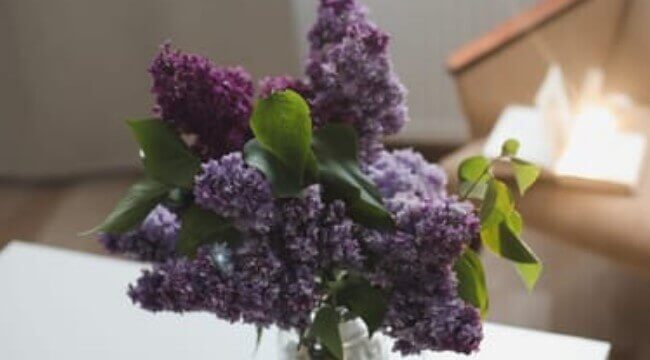 lilacs