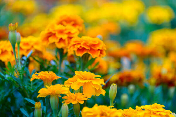 marigolds