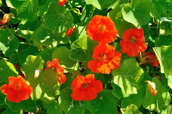 nasturtiums