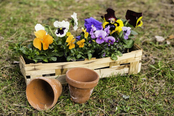 pansies-in-a-basket