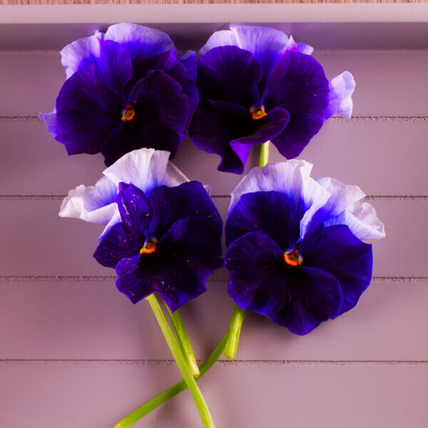 violets