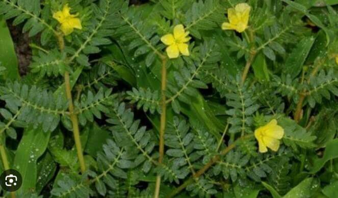 tribulus terrestris