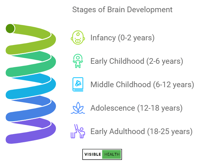 Brain Development Stages